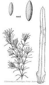 Attēlu rezultāti vaicājumam “Najadaceae”