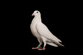 Attēlu rezultāti vaicājumam “Columba livia f. domestica adult”