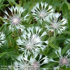 Image result for Flockenblume