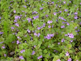 Image result for Glechoma hederacea