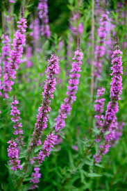 Image result for Blutweiderich