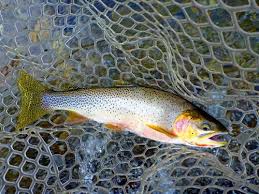 Image result for Oncorhynchus