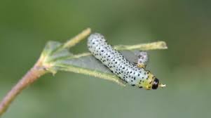 Attēlu rezultāti vaicājumam “Nematus ribesii larva”