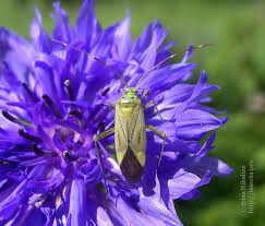 Attēlu rezultāti vaicājumam “Adelphocoris lineolatus imago”