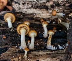 Attēlu rezultāti vaicājumam “Galerina marginata”