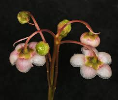 Attēlu rezultāti vaicājumam “Chimaphila umbellata flower”