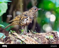 Image result for Zoothera dauma