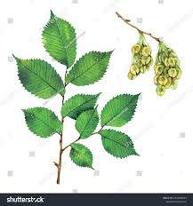 Attēlu rezultāti vaicājumam “Ulmus laevis fruit”