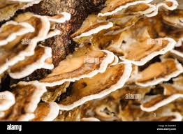 Attēlu rezultāti vaicājumam “Phlebia tremellosa”