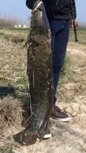 Image result for Channa argus