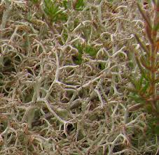 Attēlu rezultāti vaicājumam “Cladonia stygia”