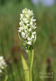 Attēlu rezultāti vaicājumam “Dactylorhiza incarnata flower”