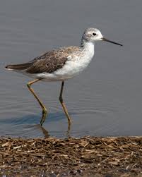 Attēlu rezultāti vaicājumam “Tringa stagnatilis adult”