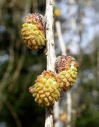 Attēlu rezultāti vaicājumam “Larix decidua flower”