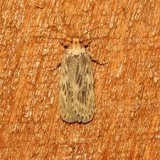 Attēlu rezultāti vaicājumam “Depressaria olerella imago”