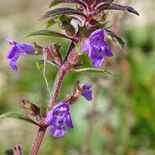 Attēlu rezultāti vaicājumam “Acinos arvensis leaf”