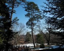 Attēlu rezultāti vaicājumam “Pseudotsuga menziesii var. glauca”
