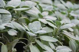 Attēlu rezultāti vaicājumam “Salvia officinalis leaf”