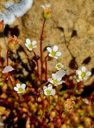 Attēlu rezultāti vaicājumam “Saxifraga tridactylites flower”