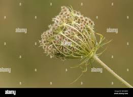 Attēlu rezultāti vaicājumam “Daucus carota subsp. carota fruit”