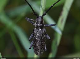 Attēlu rezultāti vaicājumam “Monochamus sutor”