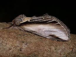 Attēlu rezultāti vaicājumam “Pheosia tremula”