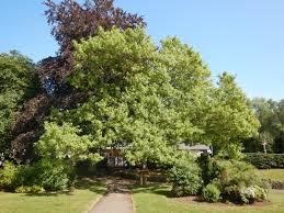 Attēlu rezultāti vaicājumam “Acer negundo”