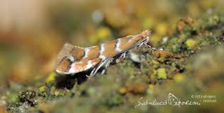 Attēlu rezultāti vaicājumam “Cameraria ohridella”