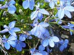 Image result for Lobelia erinus