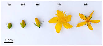 Attēlu rezultāti vaicājumam “Hypericum perforatum flower”