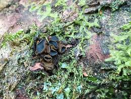 Attēlu rezultāti vaicājumam “Ionomidotis irregularis”