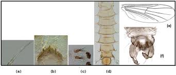 Attēlu rezultāti vaicājumam “Chironomidae imago”