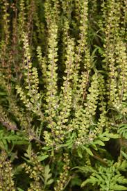 Attēlu rezultāti vaicājumam “Ambrosia artemisiifolia bud”