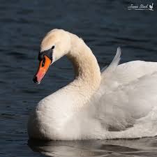 Image result for Sussex Swans