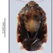 Attēlu rezultāti vaicājumam “Capsodes gothicus imago”