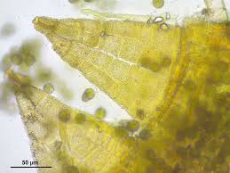 Attēlu rezultāti vaicājumam “Orthotrichum pumilum”