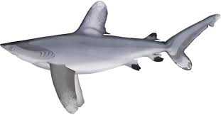 Image result for Carcharhinus longimanus