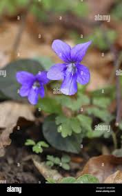 Attēlu rezultāti vaicājumam “Viola riviniana”