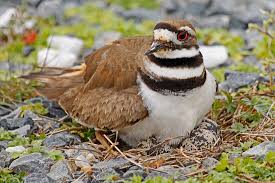 Attēlu rezultāti vaicājumam “Charadrius hiaticula adult”