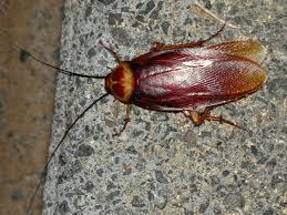 Image result for periplaneta americana