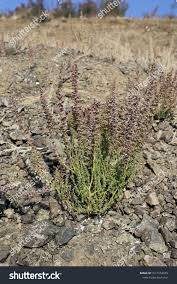 Image result for Chenopodium botrys