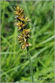 Attēlu rezultāti vaicājumam “Carex vulpina”