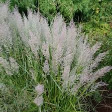 Attēlu rezultāti vaicājumam “Calamagrostis canescens”