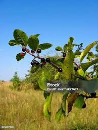 Attēlu rezultāti vaicājumam “Frangula alnus fruit”