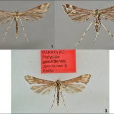 Attēlu rezultāti vaicājumam “Platyptilia tesseradactyla”