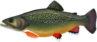 Image result for Salvelinus fontinalis