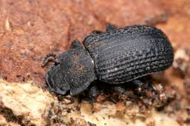 Attēlu rezultāti vaicājumam “Bolitophagus reticulatus”