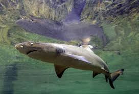 Image result for Negaprion brevirostris