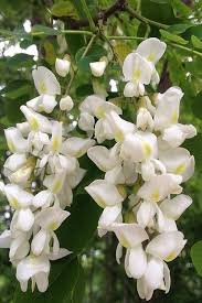 Attēlu rezultāti vaicājumam “Robinia pseudoacacia flower”