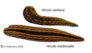 Attēlu rezultāti vaicājumam “Hirudinea”